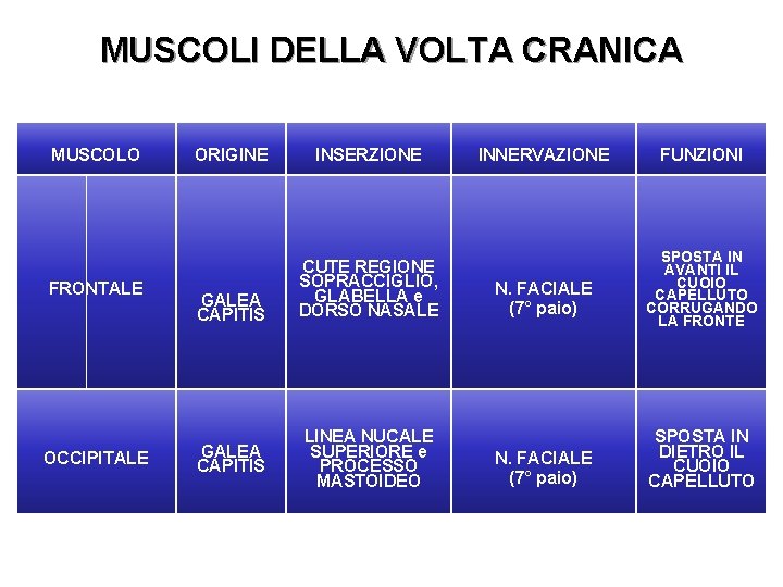 MUSCOLI DELLA VOLTA CRANICA MUSCOLO FRONTALE OCCIPITALE ORIGINE INSERZIONE GALEA CAPITIS CUTE REGIONE SOPRACCIGLIO,