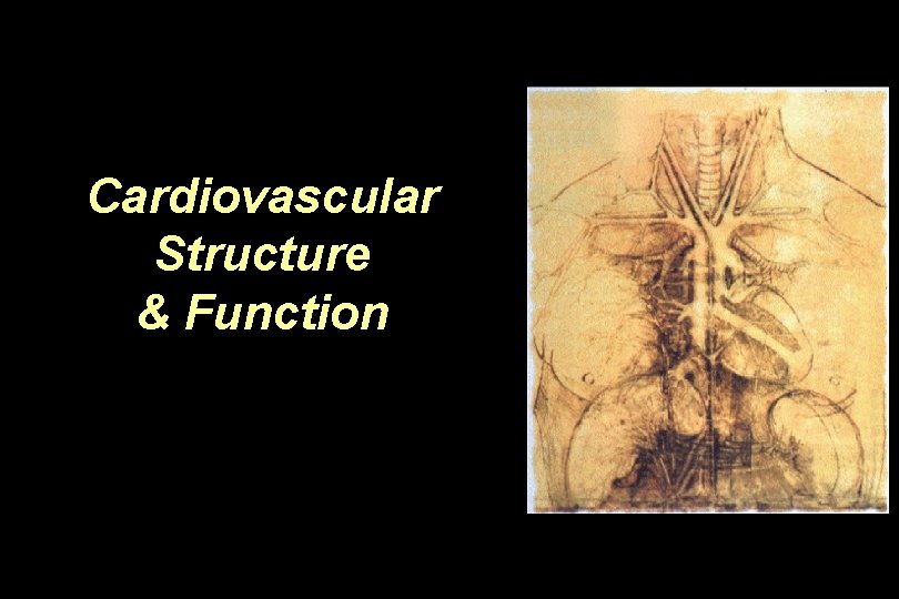 Cardiovascular Structure & Function 