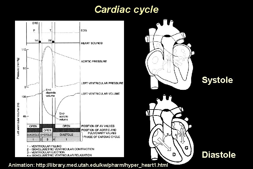 Cardiac cycle Systole Diastole Animation: http: //library. med. utah. edu/kw/pharm/hyper_heart 1. html 
