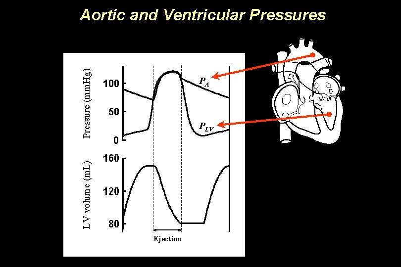 LV volume (m. L) Pressure (mm. Hg) Aortic and Ventricular Pressures PA 100 50