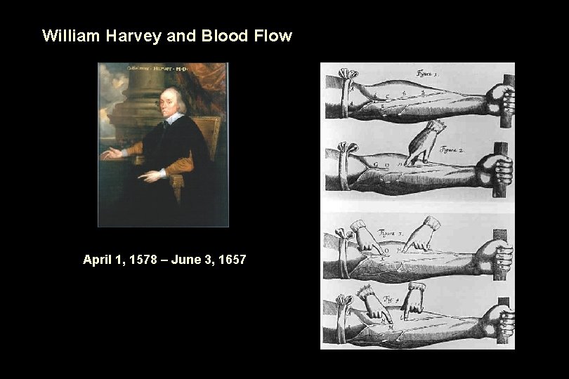 William Harvey and Blood Flow April 1, 1578 – June 3, 1657 