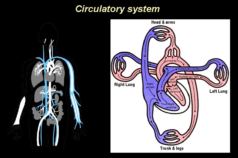 Circulatory system 