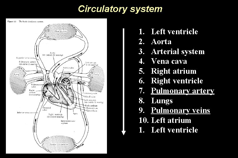 Circulatory system 1. Left ventricle 2. Aorta 3. Arterial system 4. Vena cava 5.