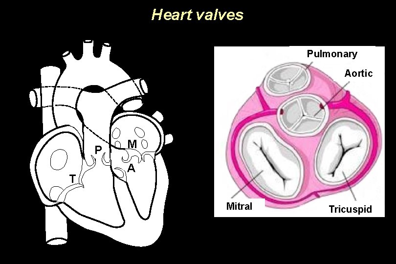 Heart valves Pulmonary Aortic P T M A Mitral Tricuspid 