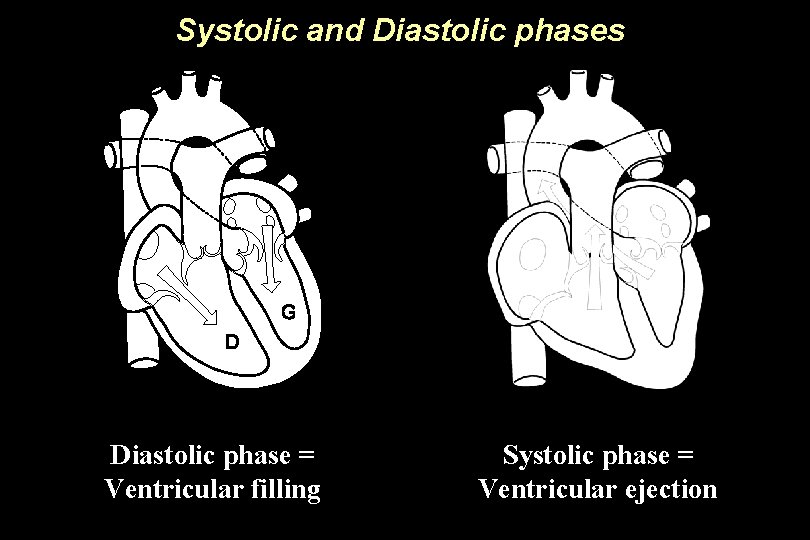 Systolic and Diastolic phases Diastolic phase = Ventricular filling Systolic phase = Ventricular ejection