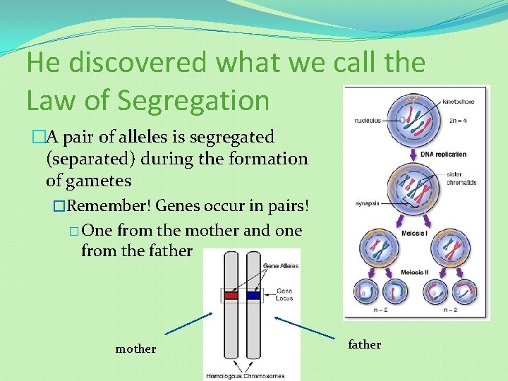 He discovered what we call the Law of Segregation �A pair of alleles is
