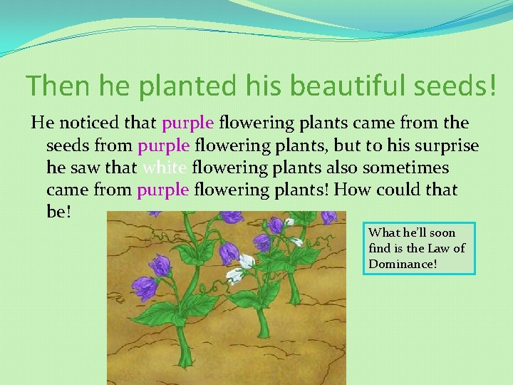 Then he planted his beautiful seeds! He noticed that purple flowering plants came from