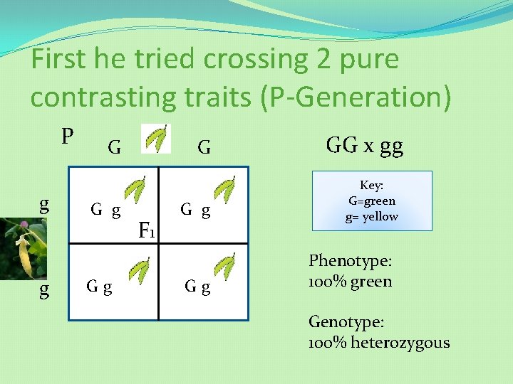 First he tried crossing 2 pure contrasting traits (P-Generation) P g g G G