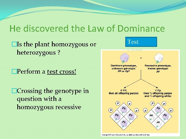 He discovered the Law of Dominance �Is the plant homozygous or heterozygous ? �Perform