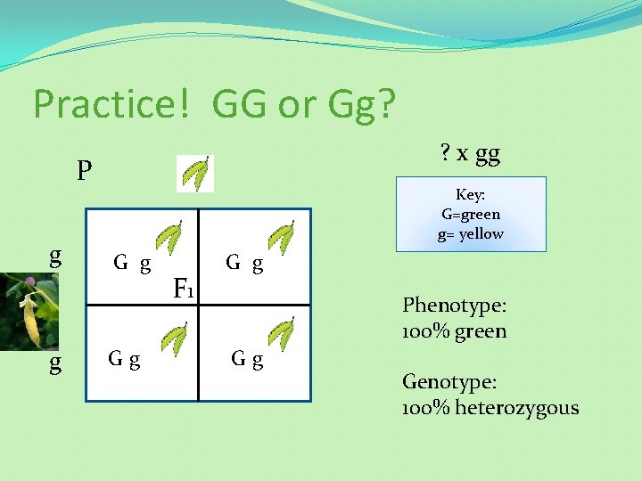 Practice! GG or Gg? ? x gg P g g Key: G=green g= yellow