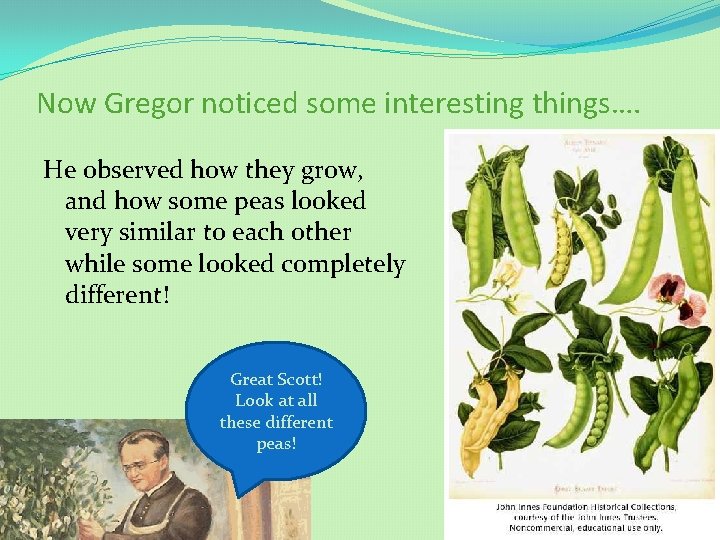 Now Gregor noticed some interesting things…. He observed how they grow, and how some