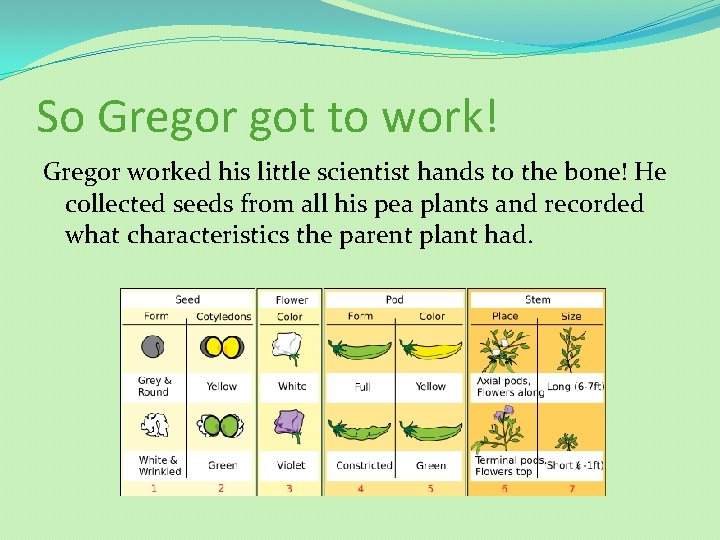 So Gregor got to work! Gregor worked his little scientist hands to the bone!