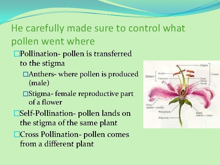 He carefully made sure to control what pollen went where �Pollination- pollen is transferred