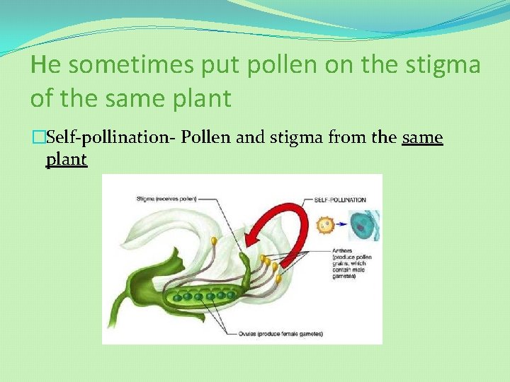 He sometimes put pollen on the stigma of the same plant �Self-pollination- Pollen and