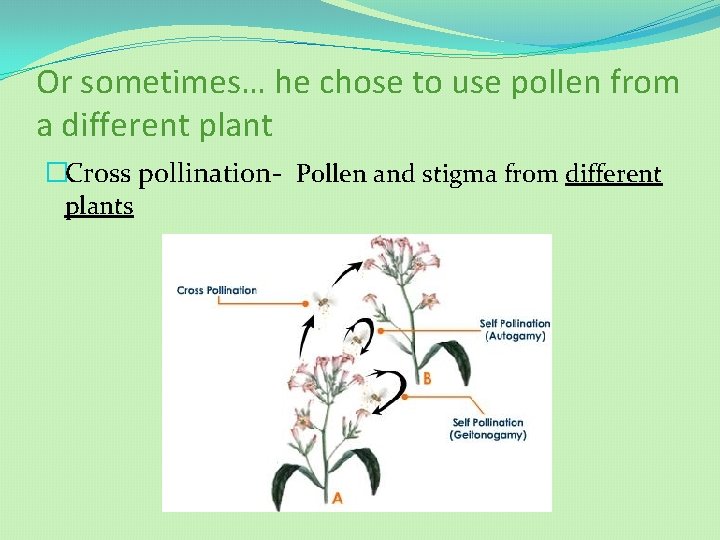 Or sometimes… he chose to use pollen from a different plant �Cross pollination- Pollen