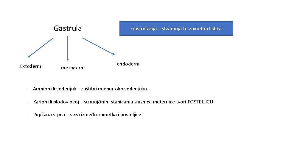 Gastrula Ektoderm mezoderm Gastrulacija – stvaranja tri zametna listića endoderm - Amnion ili vodenjak