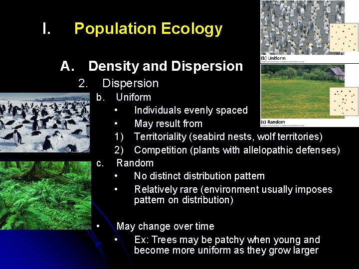 I. Population Ecology A. Density and Dispersion 2. Dispersion b. Uniform • Individuals evenly