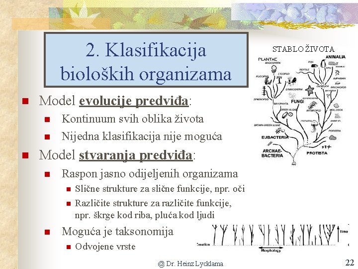 2. Klasifikacija bioloških organizama Model evolucije predviđa: STABLO ŽIVOTA Kontinuum svih oblika života Nijedna