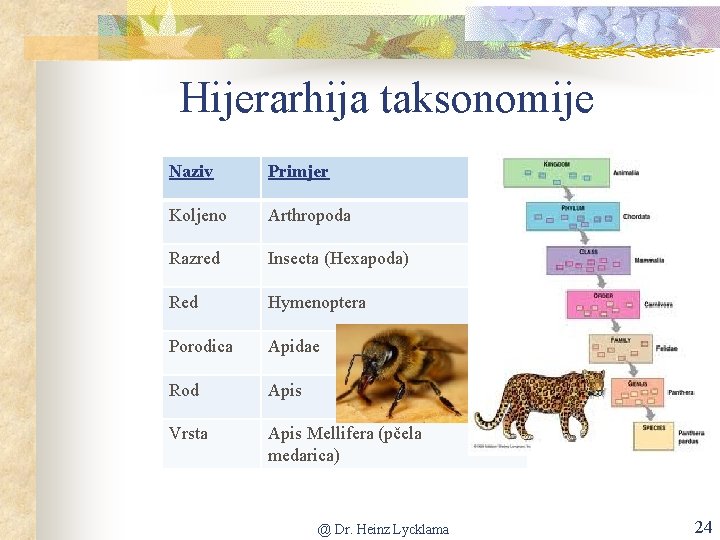 Hijerarhija taksonomije Naziv Primjer Koljeno Arthropoda Razred Insecta (Hexapoda) Red Hymenoptera Porodica Apidae Rod