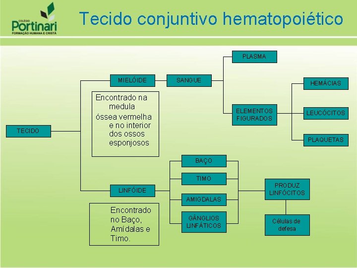 Tecido conjuntivo hematopoiético PLASMA MIELÓIDE TECIDO SANGUE Encontrado na medula óssea vermelha e no