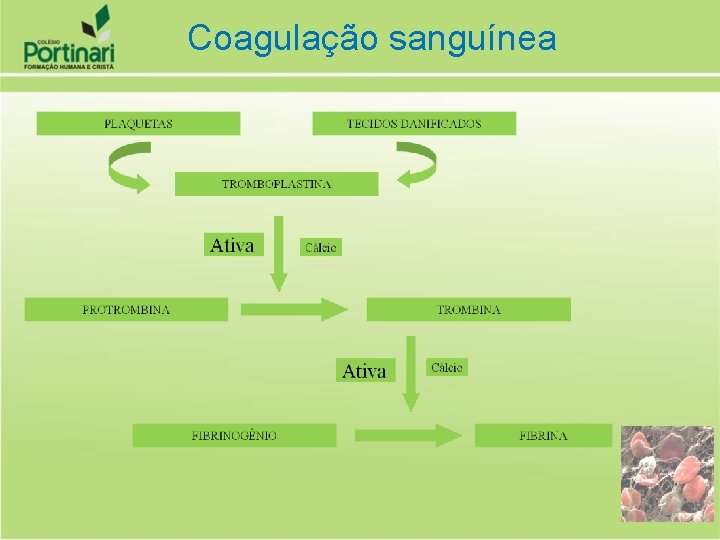 Coagulação sanguínea 