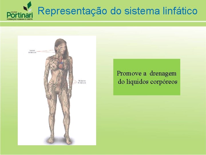 Representação do sistema linfático Promove a drenagem do líquidos corpóreos 