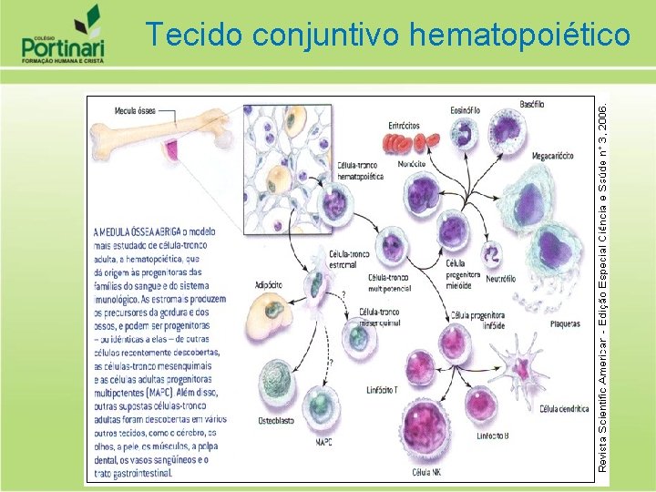 Tecido conjuntivo hematopoiético 