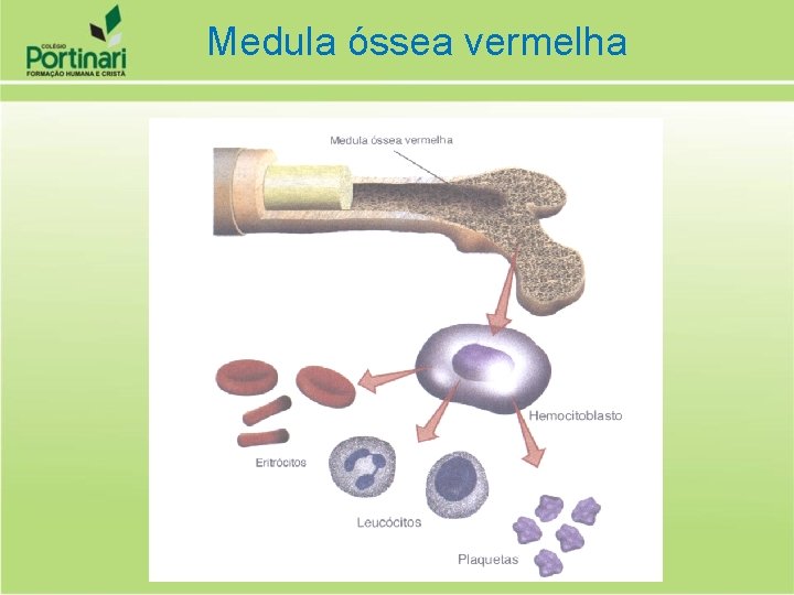 Medula óssea vermelha 