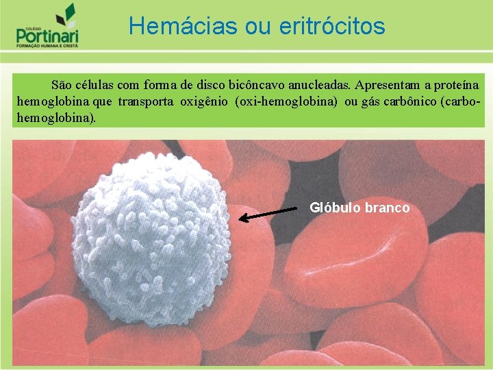 Hemácias ou eritrócitos São células com forma de disco bicôncavo anucleadas. Apresentam a proteína