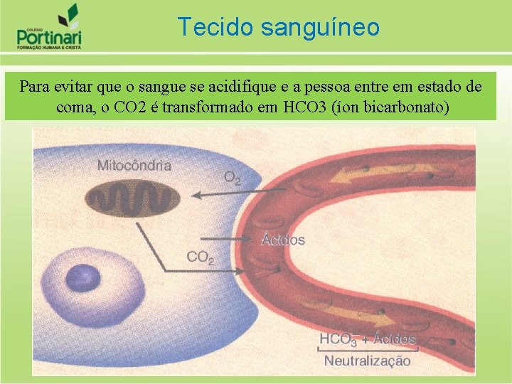 Tecido sanguíneo Para evitar que o sangue se acidifique e a pessoa entre em