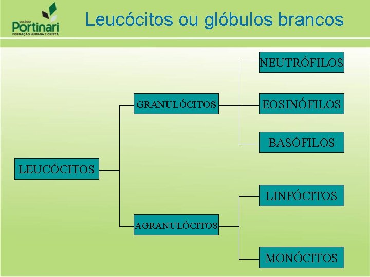 Leucócitos ou glóbulos brancos NEUTRÓFILOS GRANULÓCITOS EOSINÓFILOS BASÓFILOS LEUCÓCITOS LINFÓCITOS AGRANULÓCITOS MONÓCITOS 