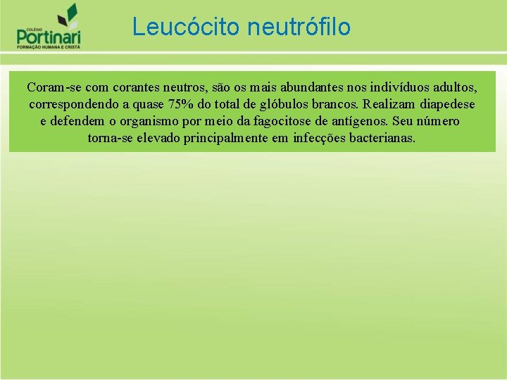 Leucócito neutrófilo Coram-se com corantes neutros, são os mais abundantes nos indivíduos adultos, correspondendo