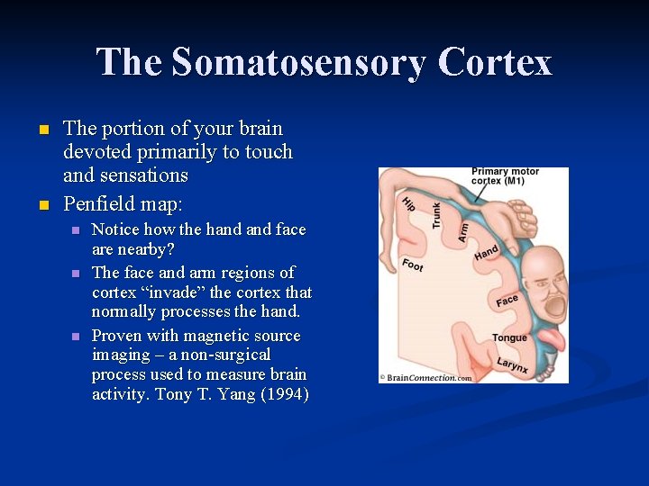 The Somatosensory Cortex n n The portion of your brain devoted primarily to touch