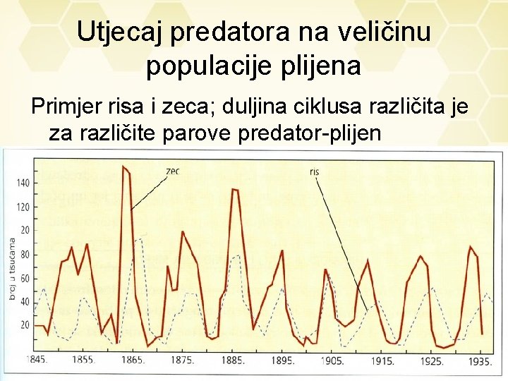 Utjecaj predatora na veličinu populacije plijena Primjer risa i zeca; duljina ciklusa različita je