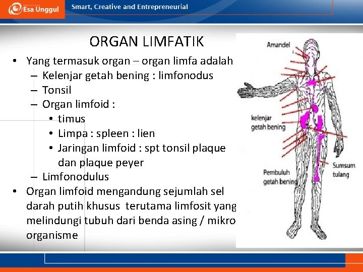 ORGAN LIMFATIK • Yang termasuk organ – organ limfa adalah : – Kelenjar getah