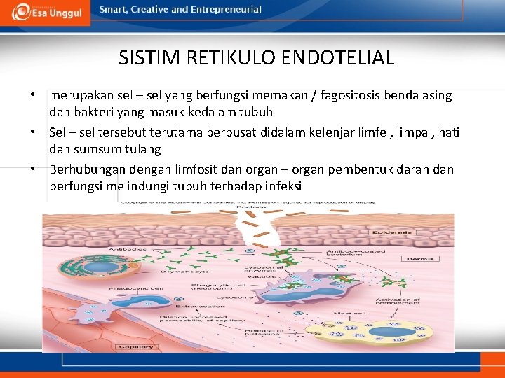 SISTIM RETIKULO ENDOTELIAL • merupakan sel – sel yang berfungsi memakan / fagositosis benda