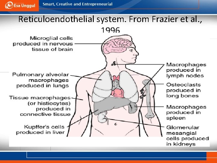 Reticuloendothelial system. From Frazier et al. , 1996 