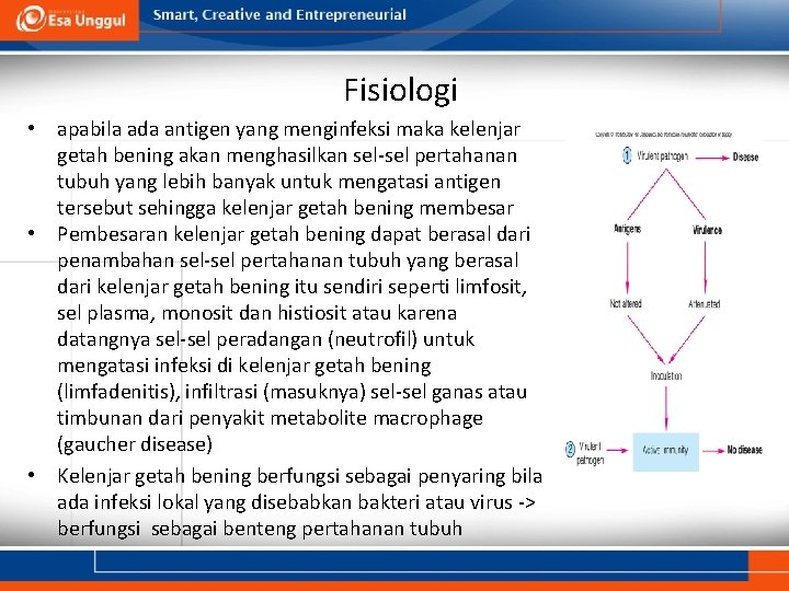 Fisiologi • apabila ada antigen yang menginfeksi maka kelenjar getah bening akan menghasilkan sel-sel