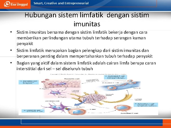 Hubungan sistem limfatik dengan sistim imunitas • Sistim imunitas bersama dengan sistim limfatik bekerja