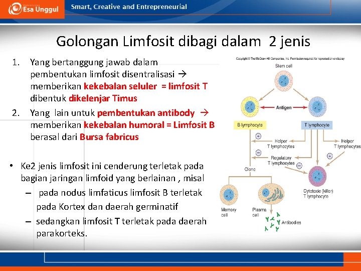 Golongan Limfosit dibagi dalam 2 jenis 1. Yang bertanggung jawab dalam pembentukan limfosit disentralisasi