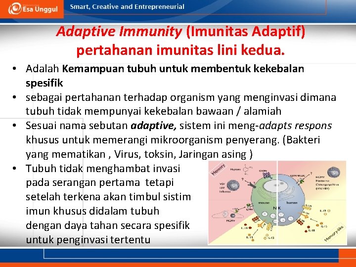 Adaptive Immunity (Imunitas Adaptif) pertahanan imunitas lini kedua. • Adalah Kemampuan tubuh untuk membentuk