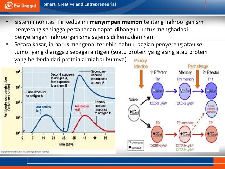  • Sistem imunitas lini kedua ini menyimpan memori tentang mikroorganism penyerang sehingga pertahanan