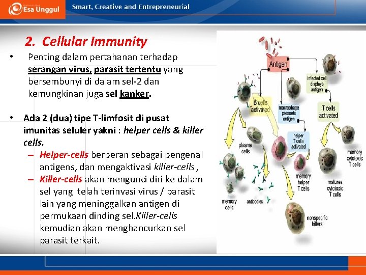 2. Cellular Immunity • Penting dalam pertahanan terhadap serangan virus, parasit tertentu yang bersembunyi