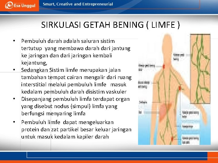 SIRKULASI GETAH BENING ( LIMFE ) • Pembuluh darah adalah saluran sistim tertutup yang