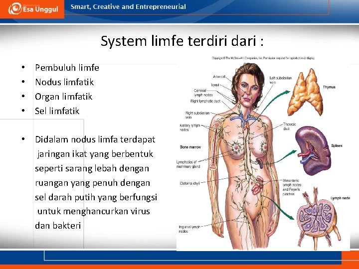 System limfe terdiri dari : • • Pembuluh limfe Nodus limfatik Organ limfatik Sel