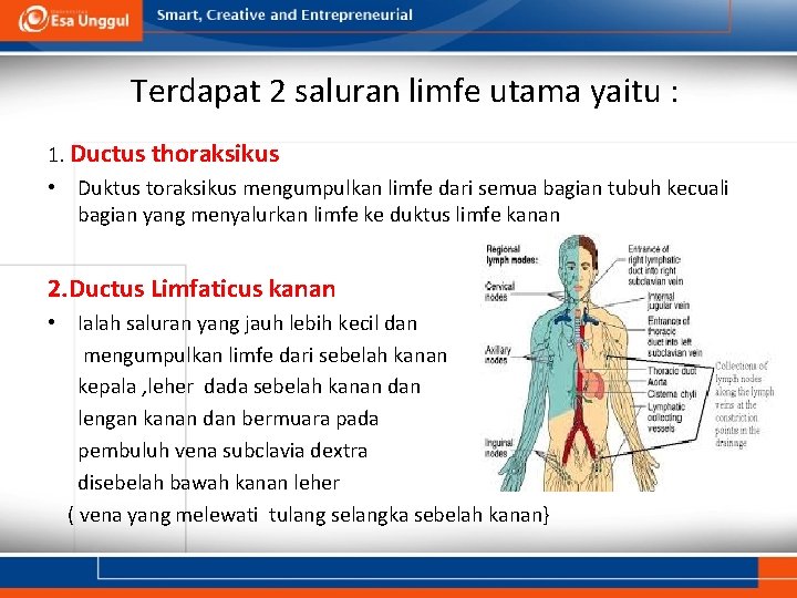 Terdapat 2 saluran limfe utama yaitu : 1. Ductus thoraksikus • Duktus toraksikus mengumpulkan