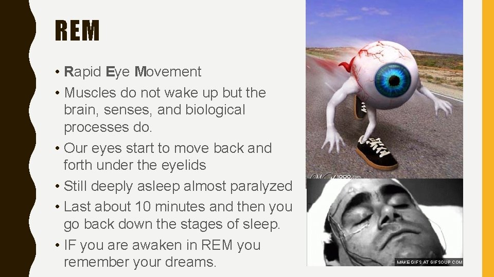 REM • Rapid Eye Movement • Muscles do not wake up but the brain,