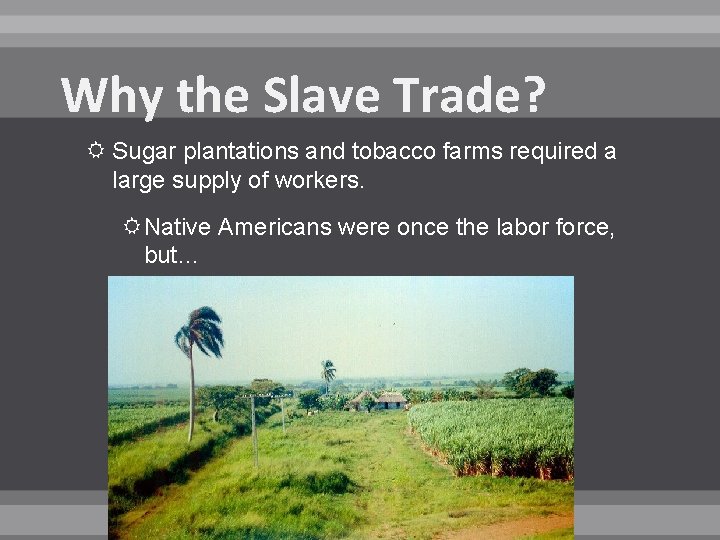 Why the Slave Trade? Sugar plantations and tobacco farms required a large supply of