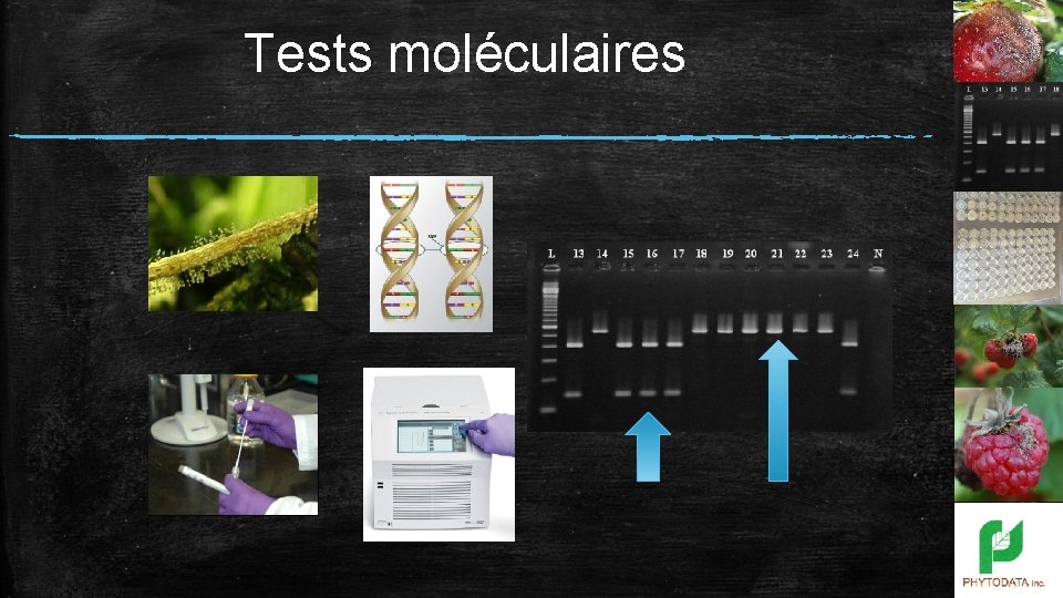 Tests moléculaires 