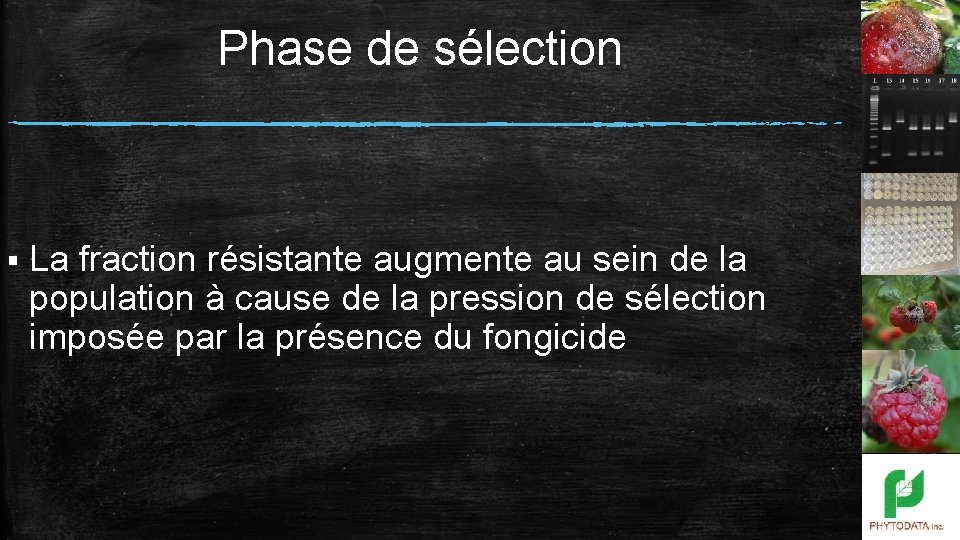 Phase de sélection § La fraction résistante augmente au sein de la population à